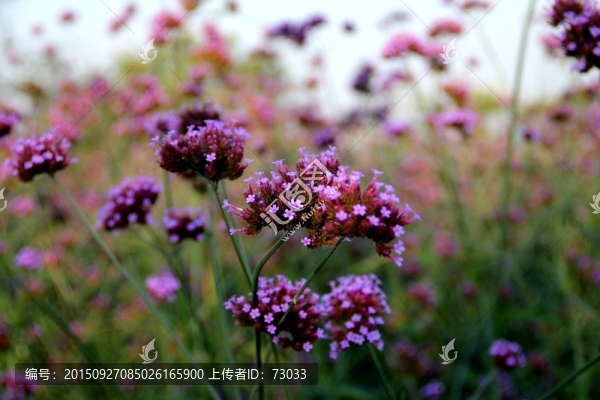 馬鞭草,野花