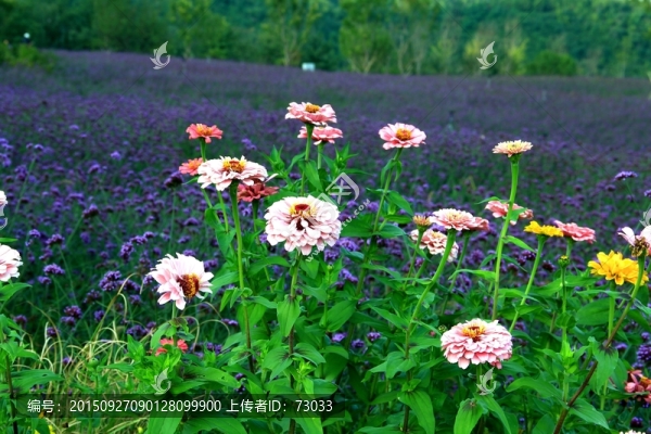 馬鞭草,香草