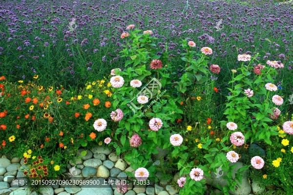 薰衣草,萬壽菊