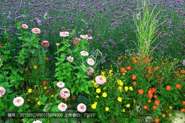 萬壽菊花