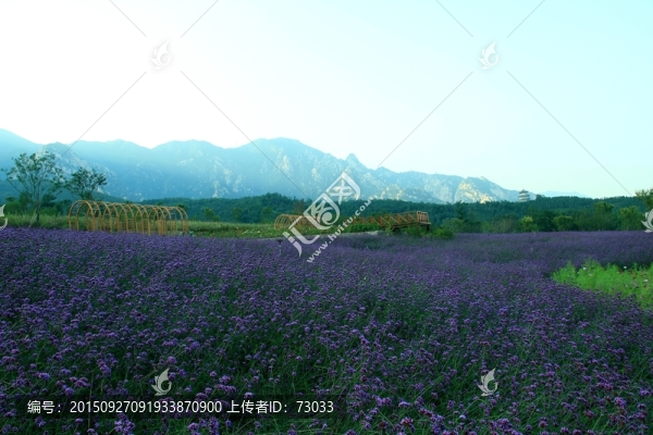 馬鞭草,紫花