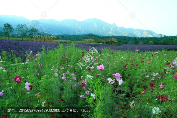 波斯菊,掃帚梅