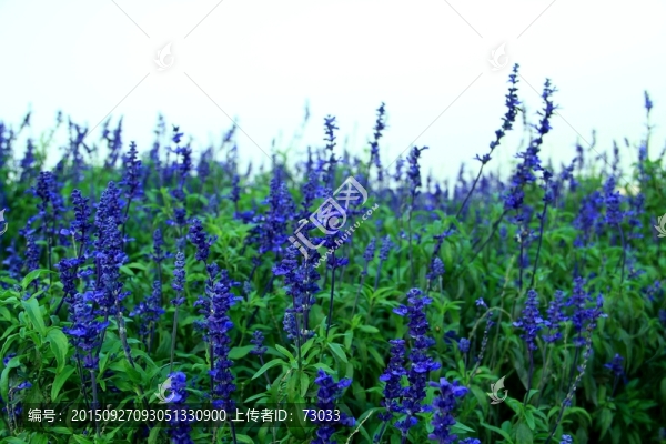 薰衣草