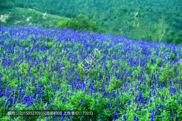 薰衣草