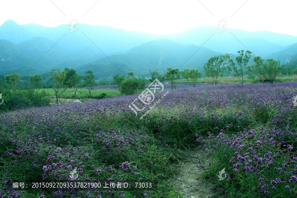 馬鞭草