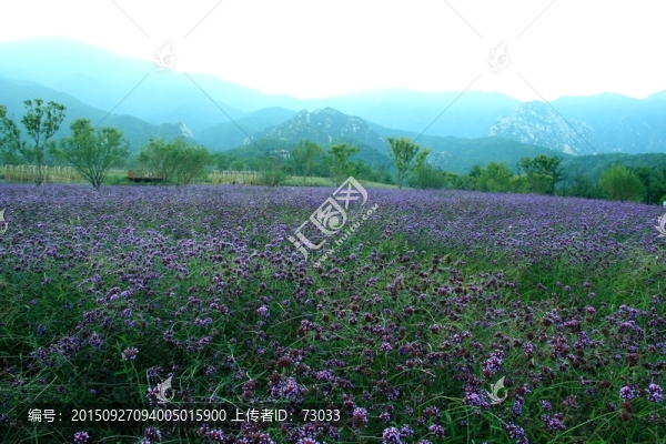 馬鞭草,紫花