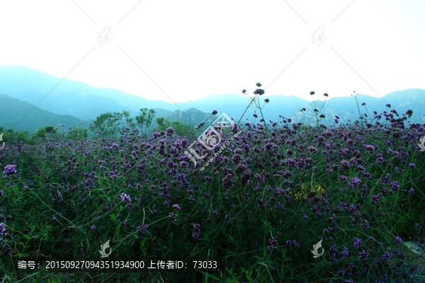 馬鞭草,,香草