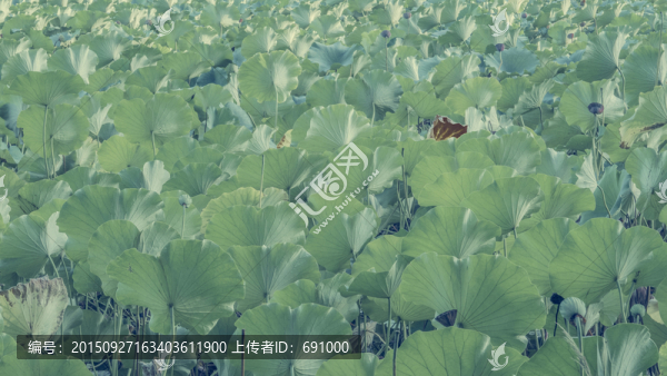 荷葉