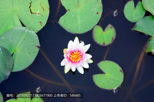 白色睡蓮