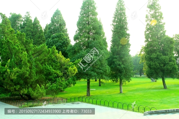 古樹