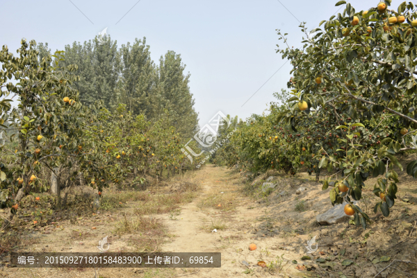 柿子樹