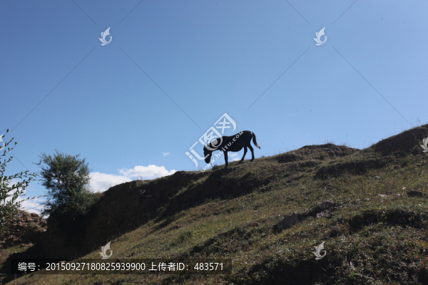馬