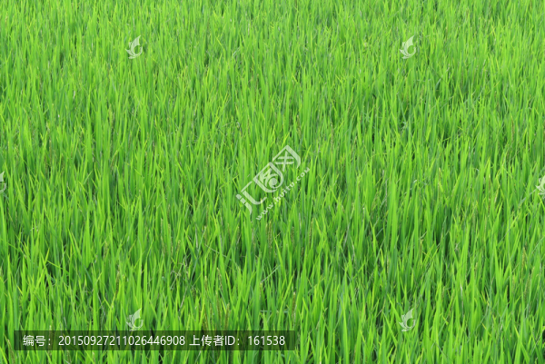 稻田,禾苗