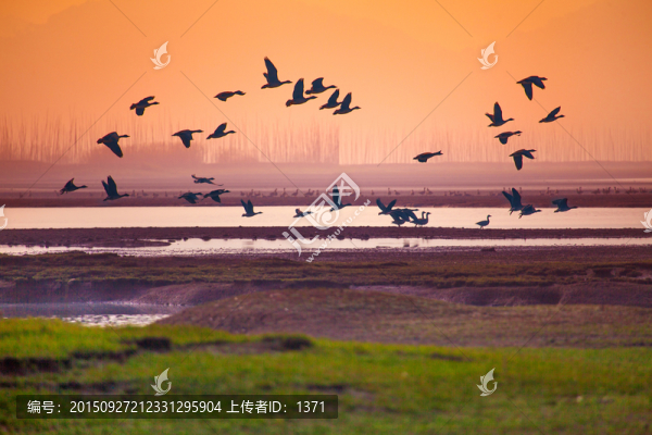 候鳥,濕地,升金湖