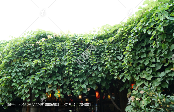 綠色枝葉