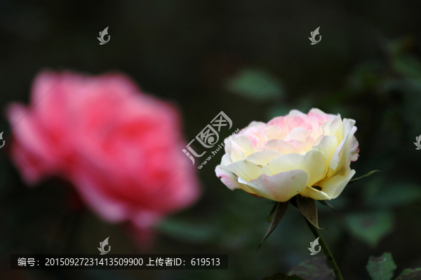 盛開的花兒