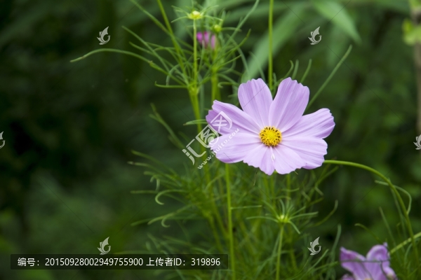 格桑花