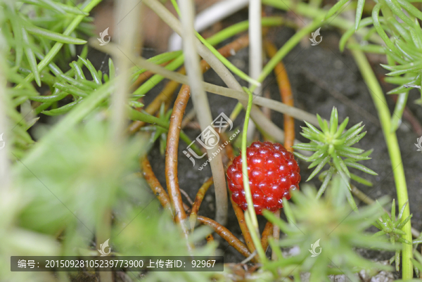 野生樹莓