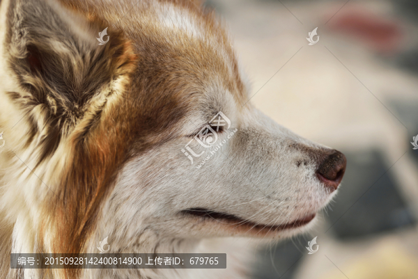 哈士奇