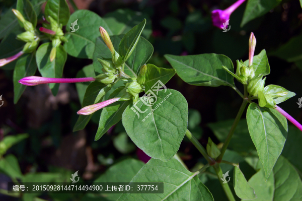 胭脂花