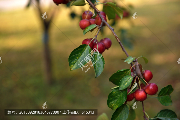 秋天的果樹(shù)樹(shù)枝