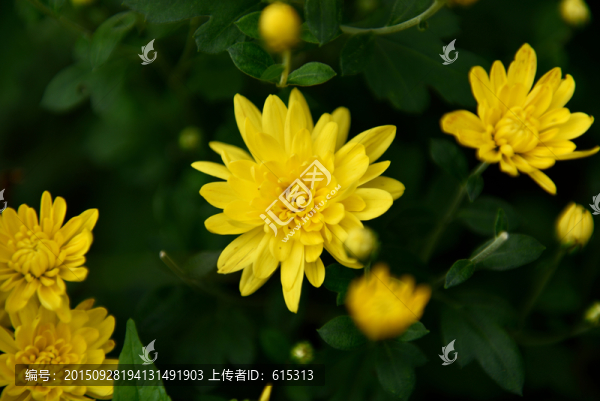 雛菊