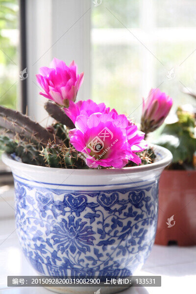 美花角,粉色花