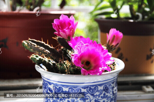 美花角,粉色花