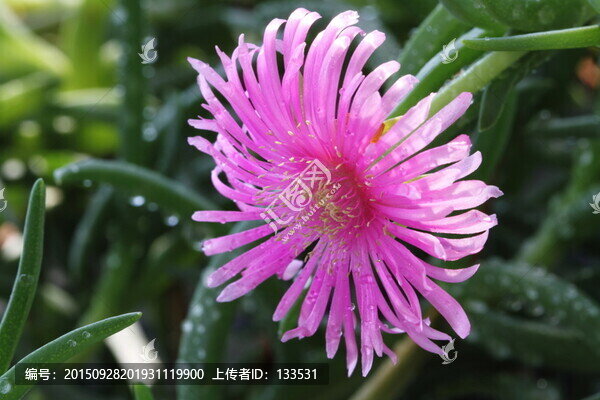 多肉植物,松針菊,粉色花