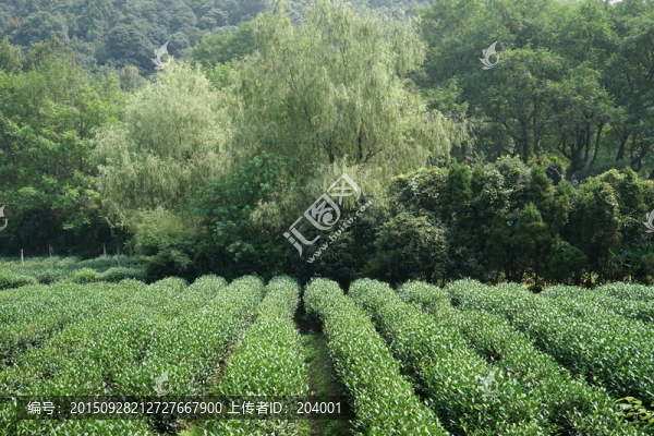 茶葉茶園