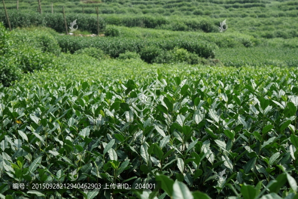 茶葉茶園