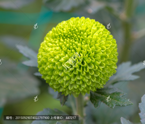 獨(dú)輪菊