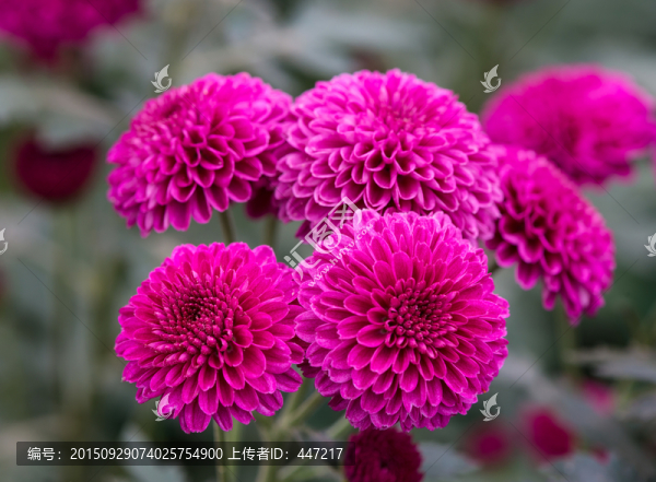 多頭菊