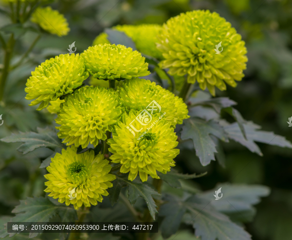 多頭菊