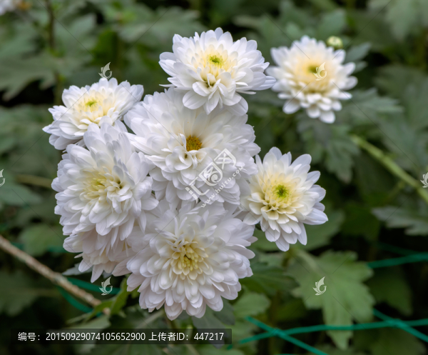 多頭菊
