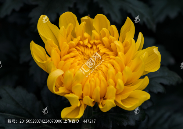 黃色菊花
