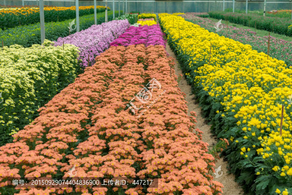 菊花園