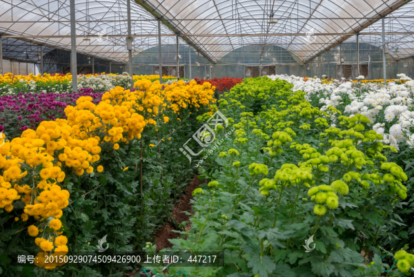 菊花園