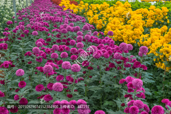 菊花園