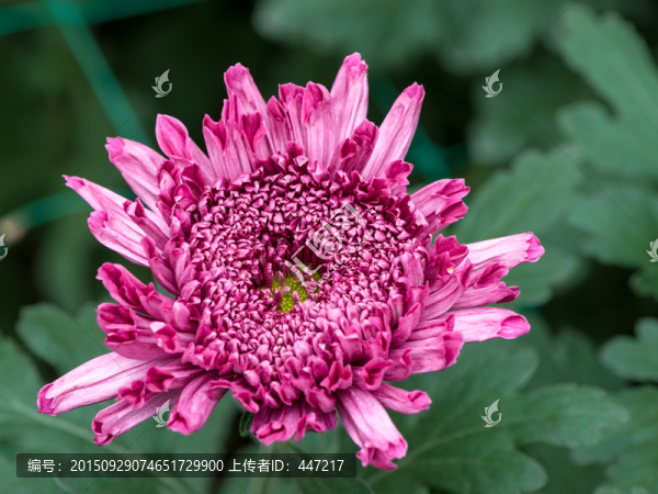 菊花