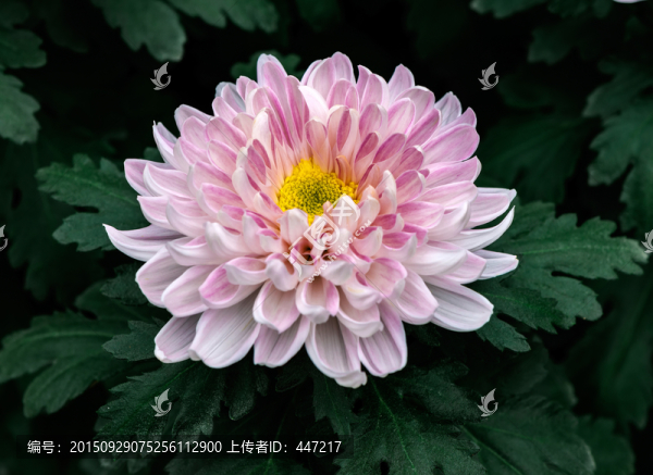 菊花