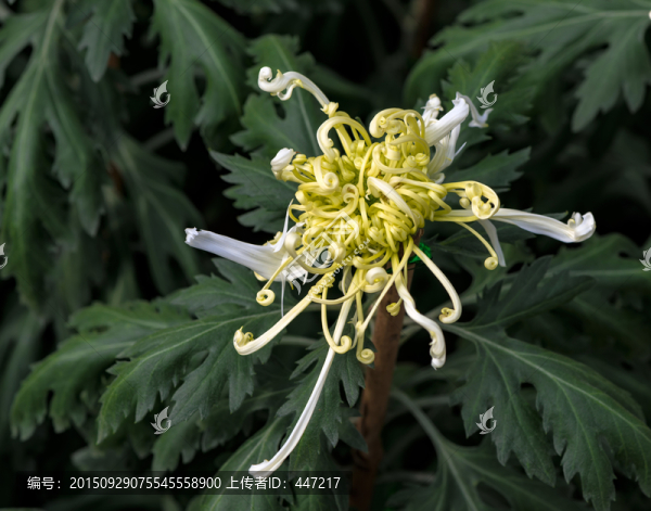 菊花