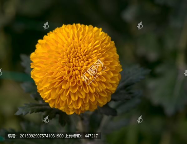 菊花