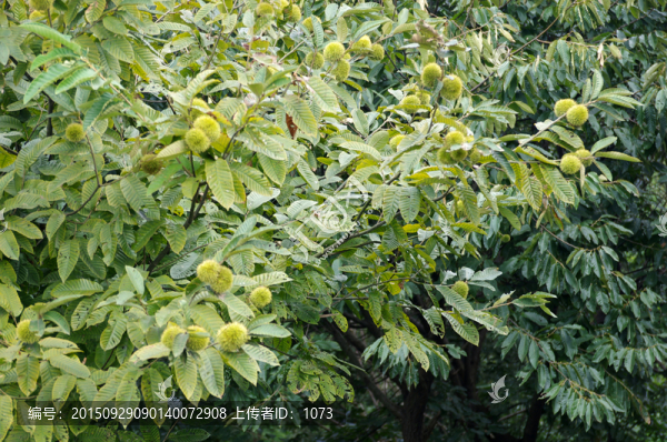 中國(guó)板栗