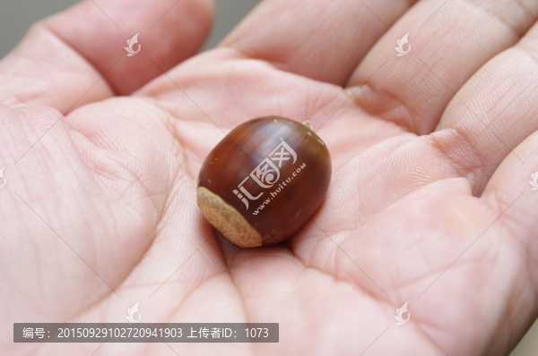 拿在手中的橡果