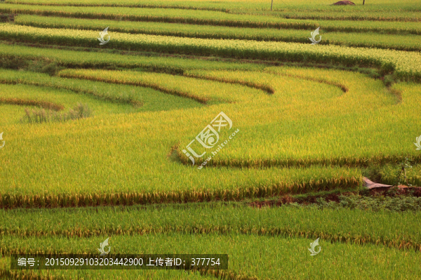 田野