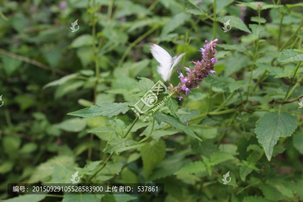薄荷