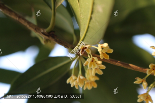 桂花