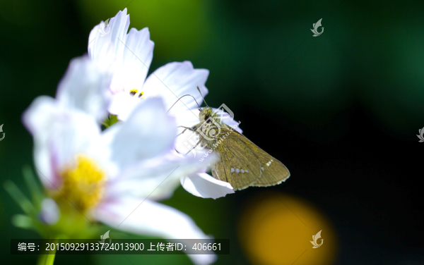 蝴蝶
