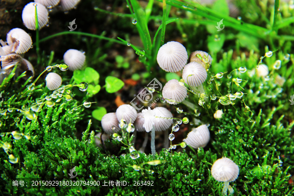晶瑩水滴,小白菌